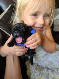 French Bulldogs for Adoption in Ohio