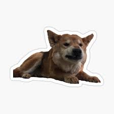 With tenor, maker of gif keyboard, add popular doge animated gifs to your conversations. Angry Doge Stickers Redbubble