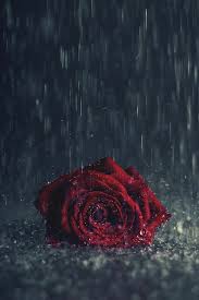 Pin By Shamiiii On Flowers In 2020 Red Roses Wallpaper Red Flower Wallpaper Flower Iphone Wallpaper