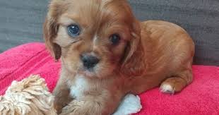Watch our cute cavalier king charles spaniel puppies at the moment of their birth, and follow them for 10 weeks as they learn to walk, eat, and play. Cavalier King Charles Spaniel Puppy For Sale Near Michigan West Bloomfield Usa Adn 36443