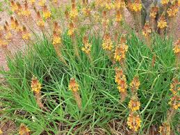Image result for Bulbine asphodeloides