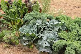 Kale is a unique member of the cabbage family and is related to broccoli, cauliflower, brussels sprouts and collards. 15 No Fuss Plants For The Fall And Winter Vegetable Garden Schneiderpeeps