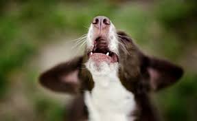 Warum Bellt Mein Hund Standig Klaffende Hunde Strapazieren Nicht Nur Die Nerven Des Hundehalters Auch Die Umwel Hunde Hunde Erziehen Hund Bellen Abgewohnen