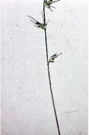 Image result for Oplismenus hirtellus