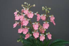 Image result for Habenaria nyikana