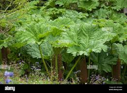 Image result for Gunnera perpensa