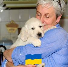 I'd like to show my golden retriever dog but can't seem to find any  information for showing around York/Yorkshire. Anybody got any ideas? Or  know who I should speak too! Pic just