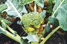 When they are eating the wrong type of food, too much of the right kind of food, or introduce feed changes too quickly, their rumen gets out of whack, and can cause potentially deadly bloat or other serious medical issues. How To Spot Broccoli Worms And Get Rid Of Them For Good