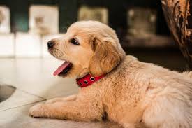 Your favorite scent or flower is also very inspiring for exotic female dog names. Top Female Dog Names Their Meanings Fairmount Pet Service