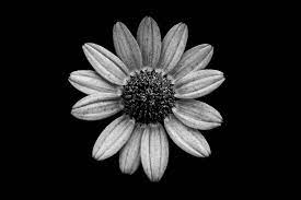 We did not find results for: I Take Black White Photos Of Garden Flowers To Show The Beautiful Symmetry Of Nature Bored Panda
