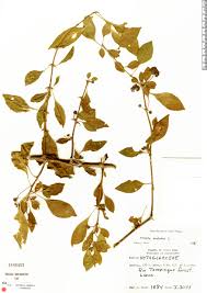 Image result for Pisonia aculeata