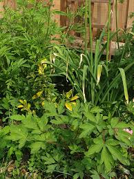 The seeds should be about 3mm deep. How To Create A Cat Friendly Garden