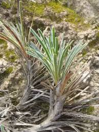 Image result for Ficinia