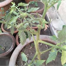 Pepper drops available here are not only aromatic and healthy but are absolutely sumptuous when added to foods. Tomatoes And Pepper Plants Dropping Flowers Gardening Landscaping Stack Exchange