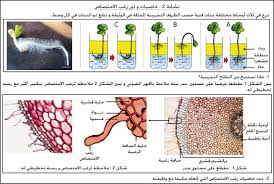 آلية امتصاص الماء والأملاح المعدنية