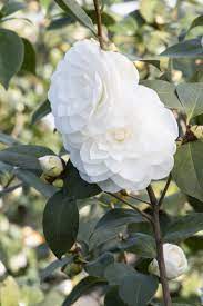 Nuccio S Gem Camellia Monrovia Nuccio S Gem Camellia Plants Plant Catalogs Avocado Plant