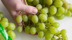 Protein 0.72g there are 69 calories in 20 seedless grapes (red or green, european type varieties such as thompson seedless). Here S What 1 Pound Of Grapes Looks Like Kitchn