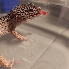 Check spelling or type a new query. Gecko Gif Explore Tumblr Posts And Blogs Tumgir
