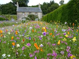 Culzean Garden Scotland Wild Flowers Columpios De Jardin Jardin Natural Jardin De Flores