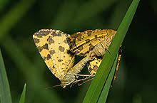 Günter krings nordeifel er ist kein gefährliches raubtier, der pantherspanner. Pantherspanner Wikipedia