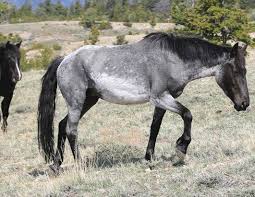 Wild Mustangs Roam The West Wild Horses Mustang Horse Horses