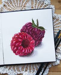 watercolor raspberry clipart art drawings simple prismacolor art realistic drawings