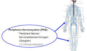 Das periphere nervensystem (pns) umfasst die peripheren nerven von deren endausbreitungsgebieten bis zu den wurzeln und austrittsstellen sowie die peripheren ganglien. Was Ist Das Pns Periphere Nervensystem Grundlagen Der Medizin Fur Ingenieure Repetico
