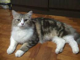 Kedi Yasi Ve Insan Yasi Karsil Patiliyo Com