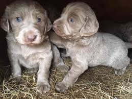 Image result for výmarský dlouhosrstý ohař