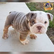 We did not find results for: Official Dna Chart Color Welcome To Sandov S English Bulldog