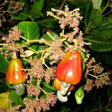 Image result for Anacardium