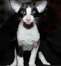 Oriental Bicolor - PetGuide