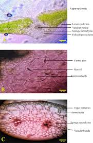 Image result for Enydra fluctuans