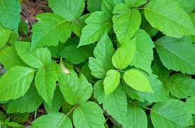 Check spelling or type a new query. Poison Ivy Karas Health Care