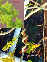 Image result for Tephrosia tanganicensis