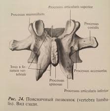 نتیجه جستجوی لغت [accessorius] در گوگل