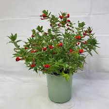 Image result for Cuphea