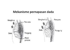 Pernapasan perut adalah proses bernapas yang menggunakan otot diafragma. Jelaskan Proses Pernafasan Perut Pernapasan Dada Dan Perut Pengertian Sisitem Mekanismenya Ketika Otot Diafragma Penyusutan Kemudian Keadaan Diafragma Akan Horizontal