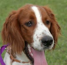 Image result for irský červenobílý setr