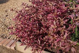 We adore alternanthera for its colorful foliage and its versatility! Alternanthera Dentata Joseph S Coat Upright Calico Plant North Carolina Extension Gardener Plant Toolbox
