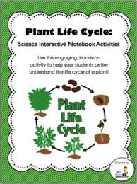 Life Cycle Of A Plant Lessons Tes Teach