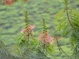 Image result for Calliandra calothyrsus