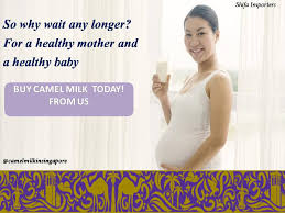 Camel milk is just like any other milk in appearance. Are You Camel Milk In Singapore Shifa Importers Facebook
