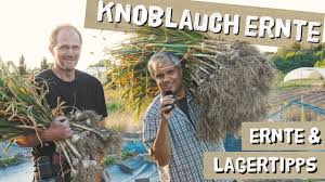 Wann erntet man den knoblauch? Riesige Knoblauchernte Ernte Lagertipps Youtube