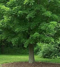 Learn more about our tree transplanting service today! Tree Stump Removal Services In Milwaukee Tree Removal