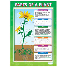 The Basic Structure Of A Flowering Plant Lifeofaplant