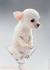 Short Hair Apple Head Chihuahua