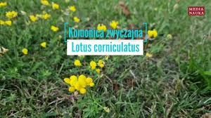 Image result for Argyrolobium vaginiferum