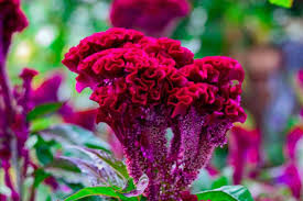 How To Grow Crazy Colorful Celosia Flowers Gardener S Path