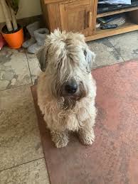 It is always eager to make new friends. Wheaten Terrier Breeder Home Facebook